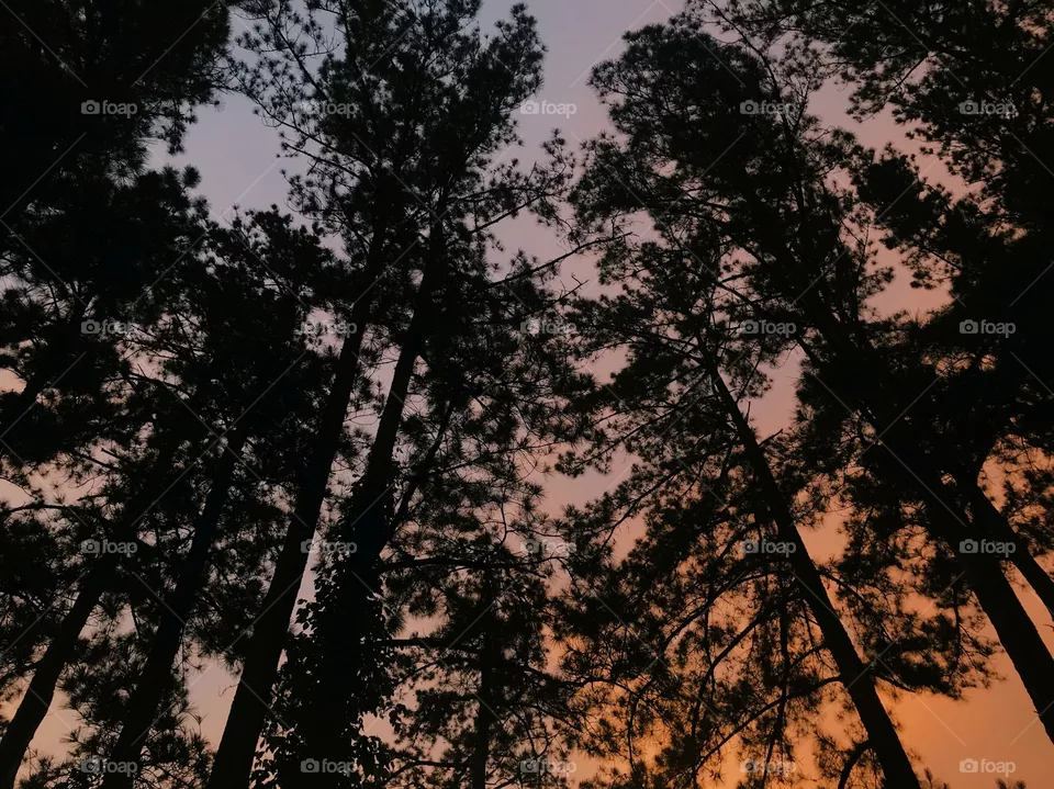 Nature 