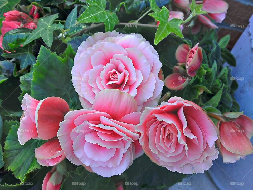 Close-up of pink flower