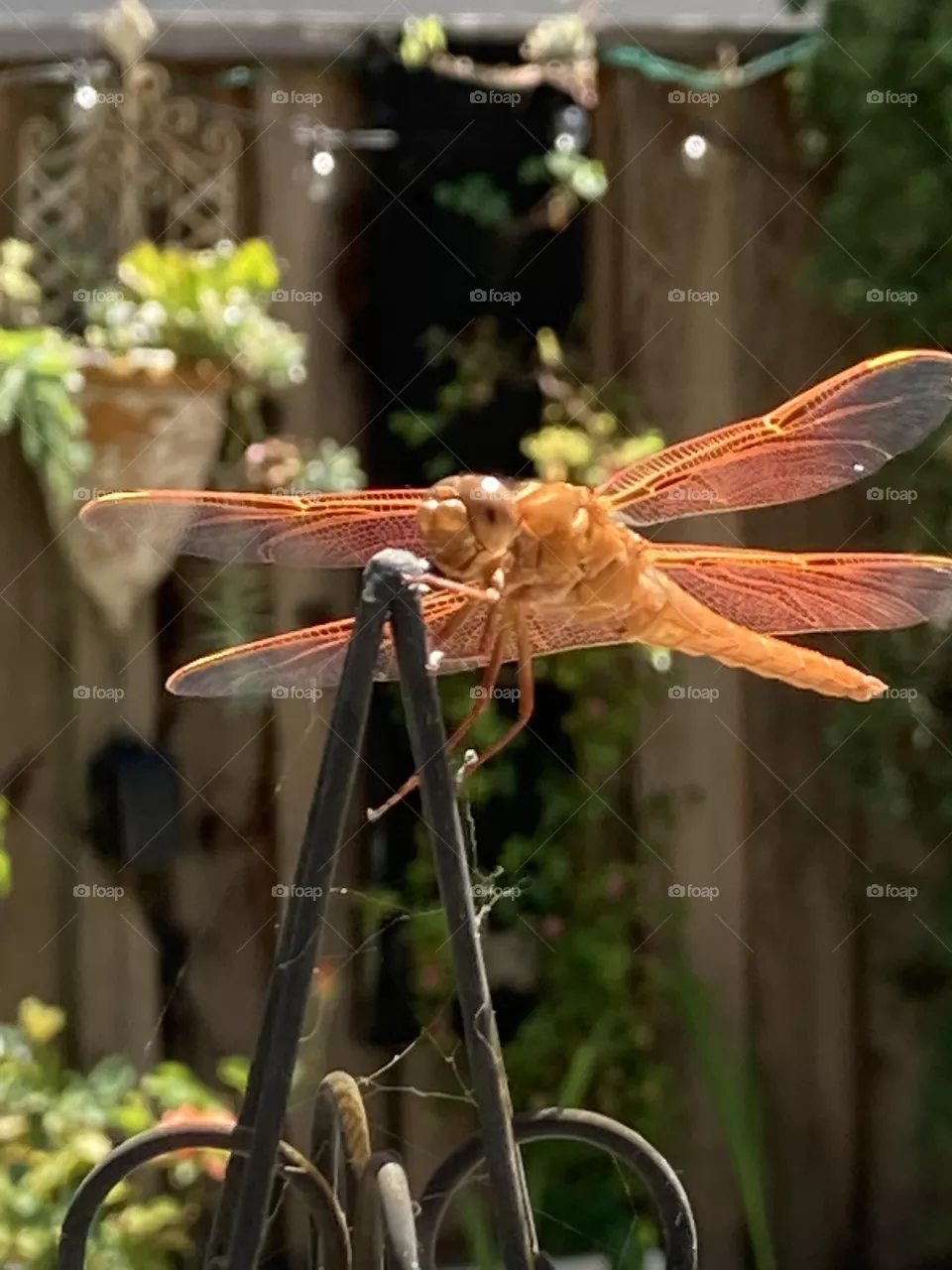 Bright orange dragonfly 