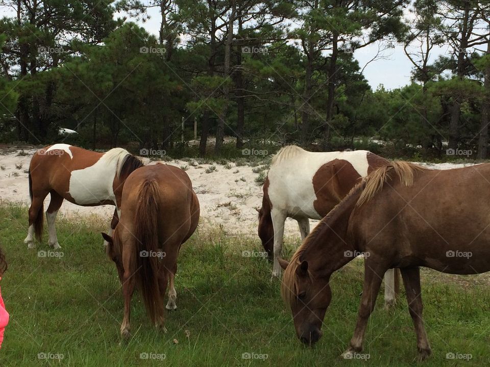 Ponies