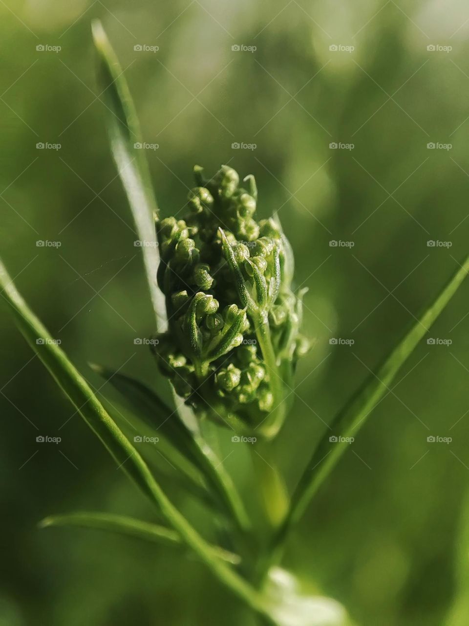 Macro photo of green grass growing in the garden