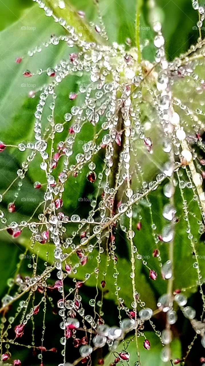 dew in the morning