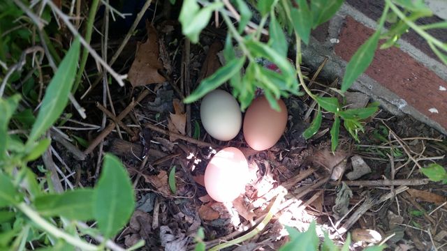 the every day egg hunt