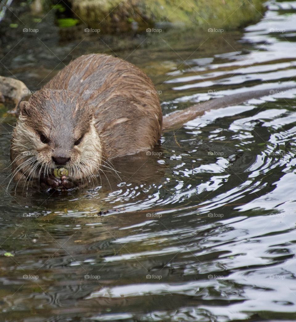 River otter