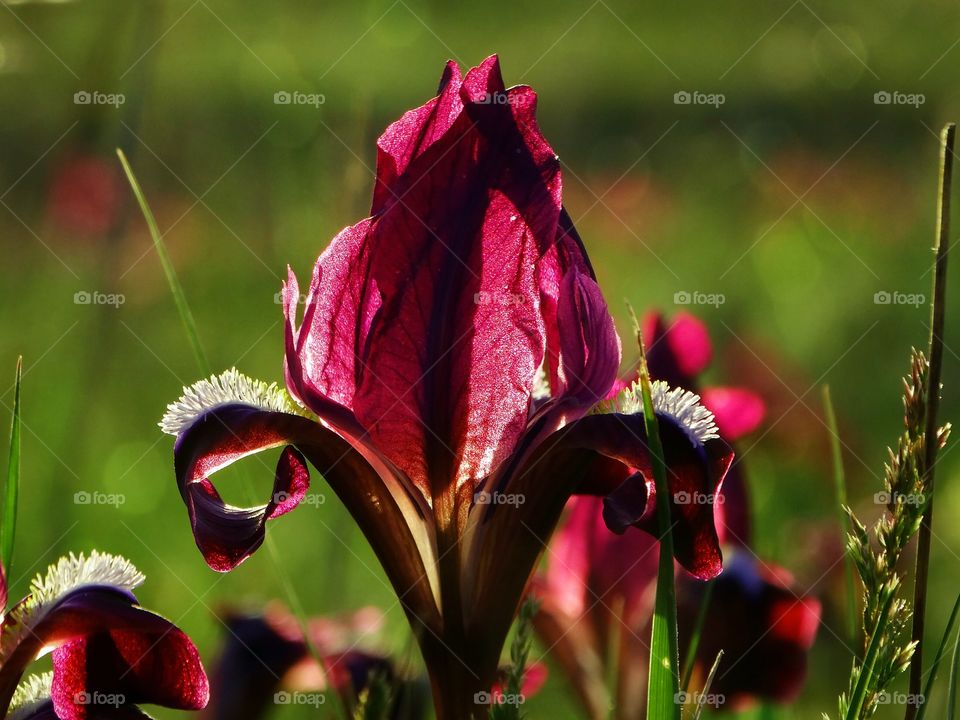 Amazing flower