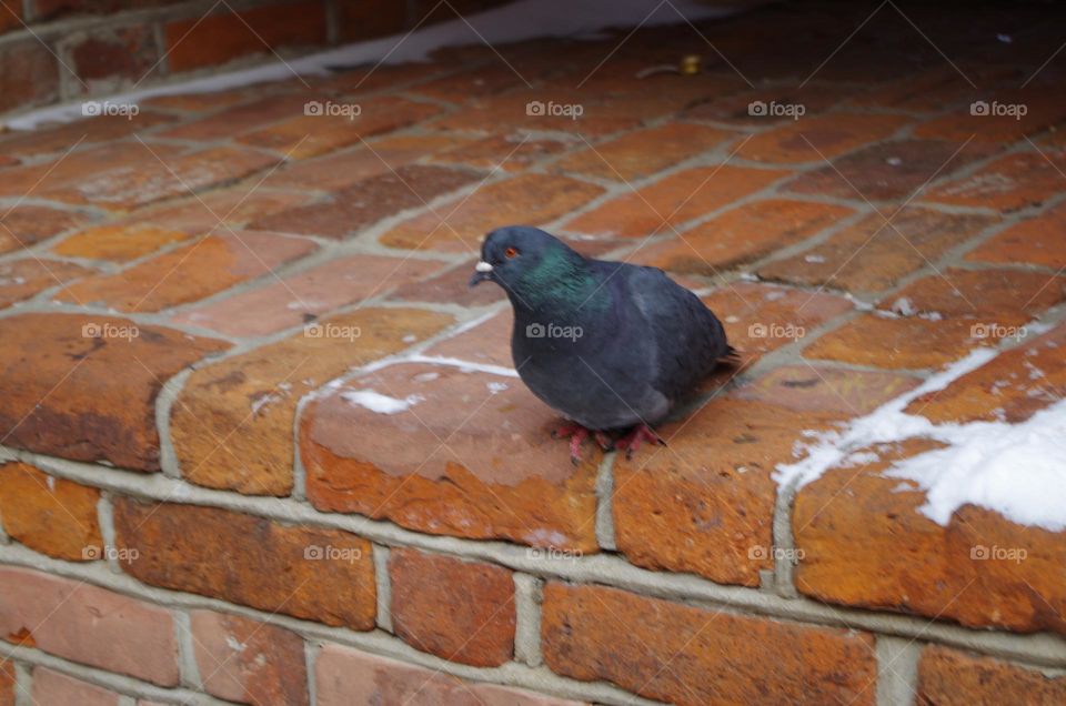 pigeon