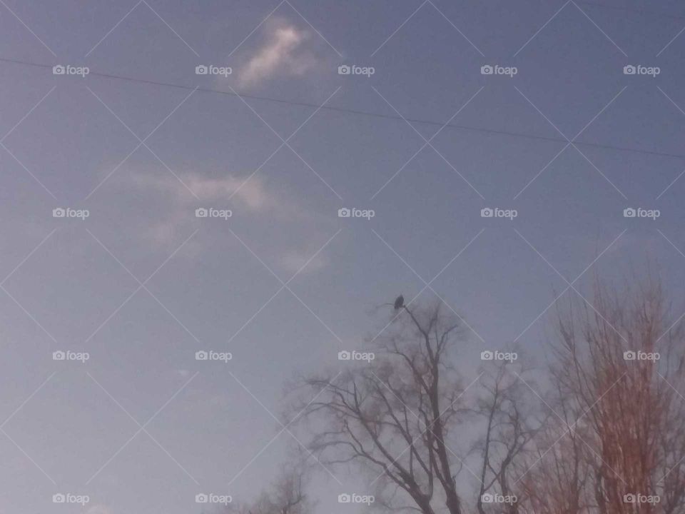 eagle tree top blue sky