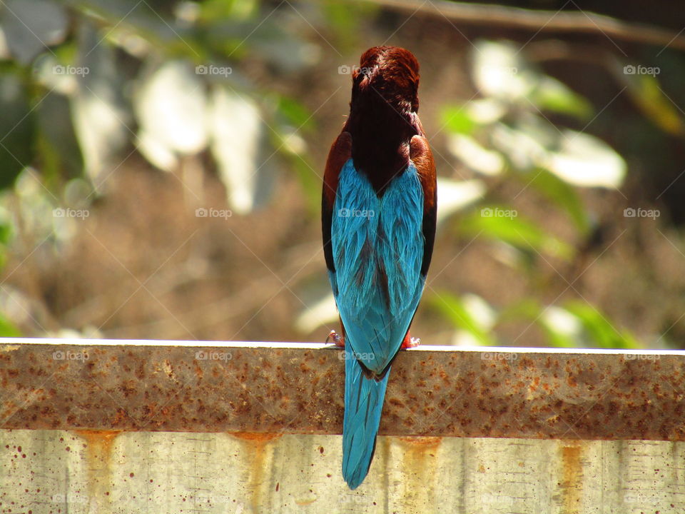 The white throated kingfisher (halcyon smyrnensis) also known as the white-breasted kingfisher.