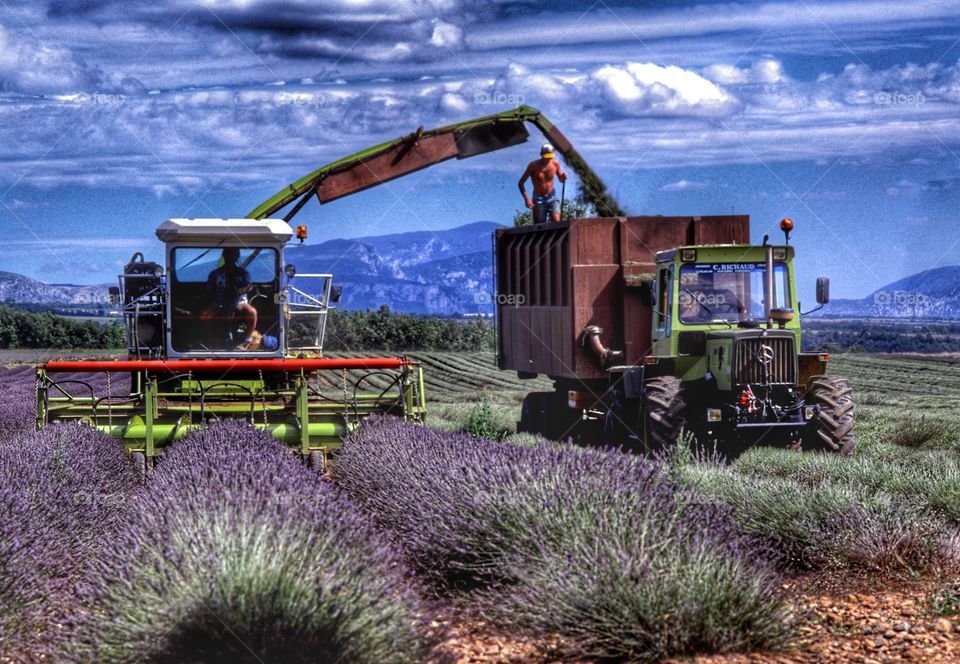 Lavender. Provence