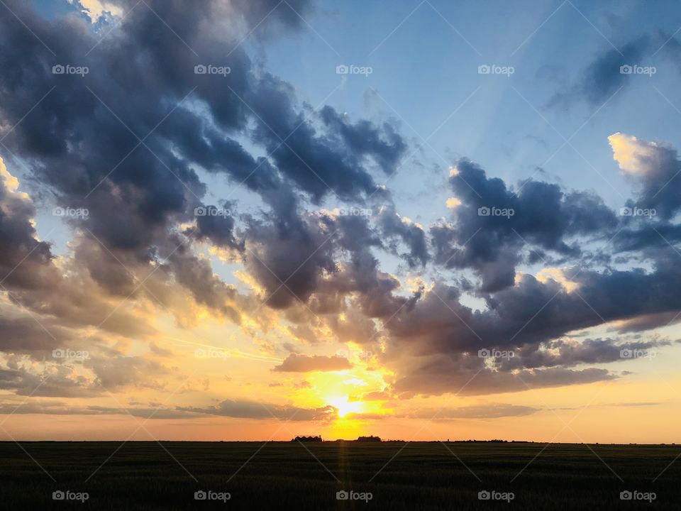 Beautiful golden hour over a wheat field in summer