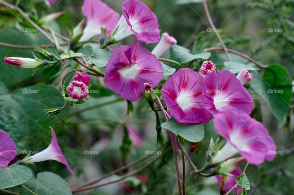 wild flowers bloom in the middle of autumn in the sierras of cordoba, argentina.