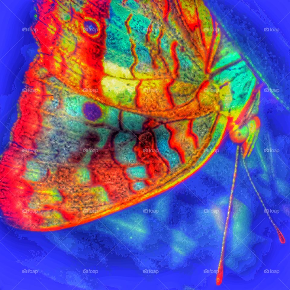 Butterfly in neon colors against a blue background