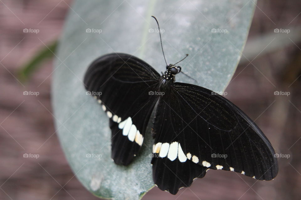 Can you see this butterfly in darkness...?