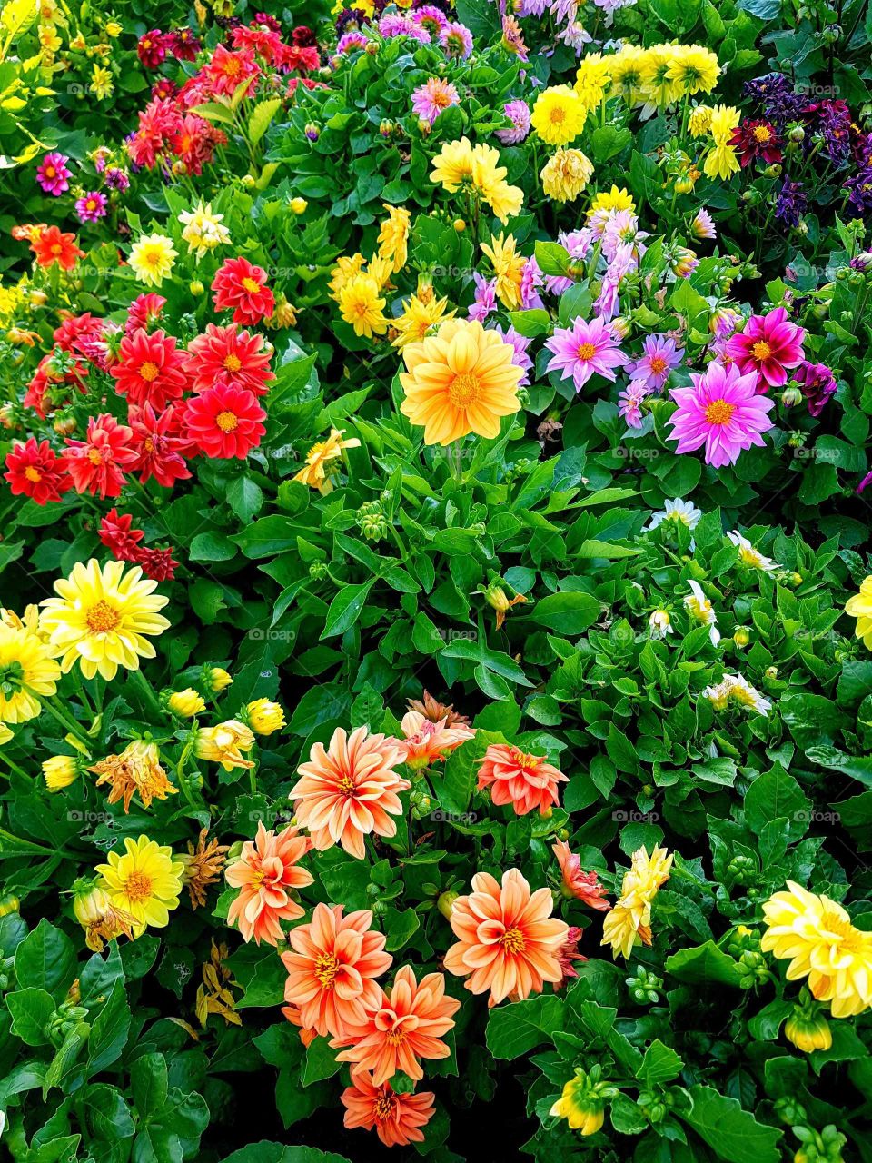 Beautiful flowers growing together in the garden. I will never get sick of natures art.