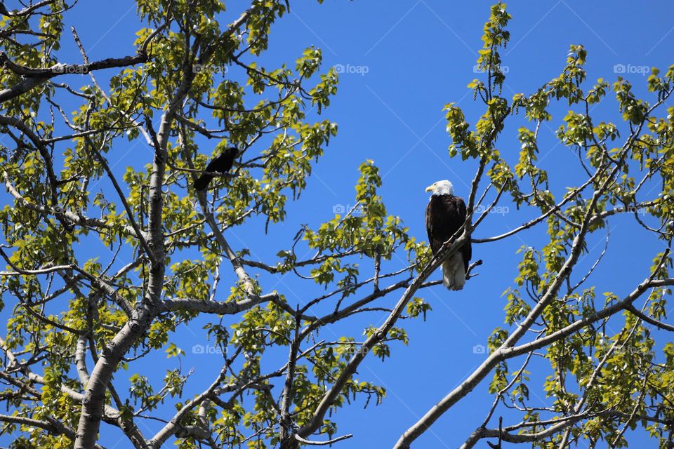 His majesty- the bald eagle 