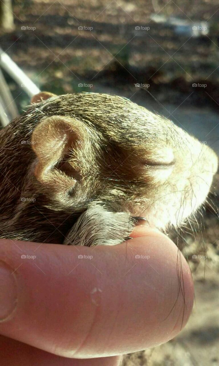 Hope enjoying the sun. she's a baby rescued squirrel