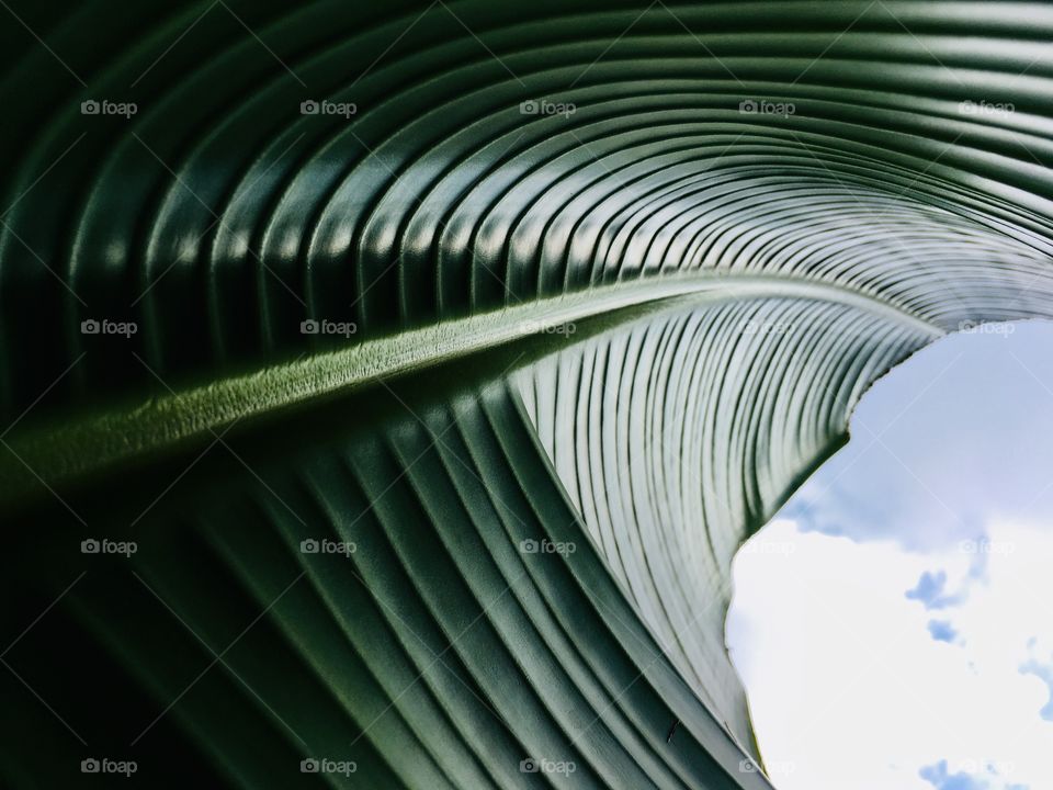 Bird of paradise leaves