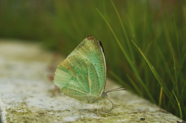 beautiful green butterfly in the garden
