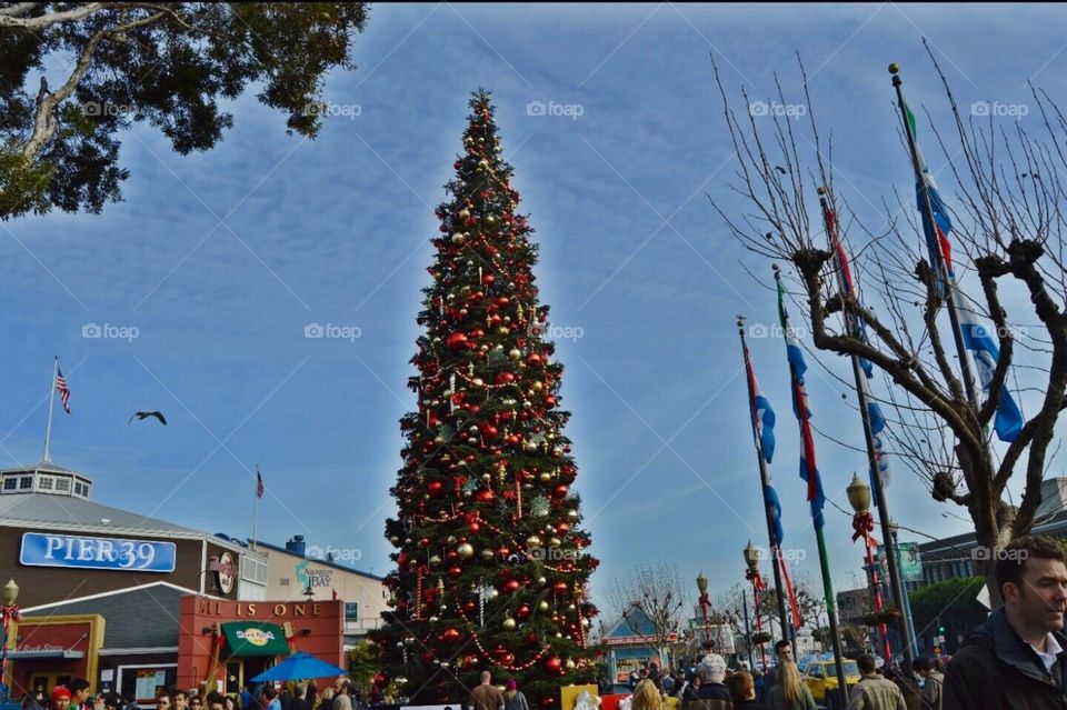 The big Christmas tree in San Francisco Fishermens warf 