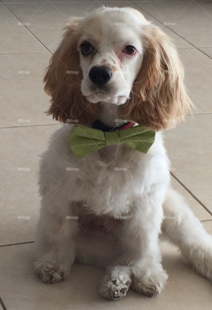 Puppy with bow tie green