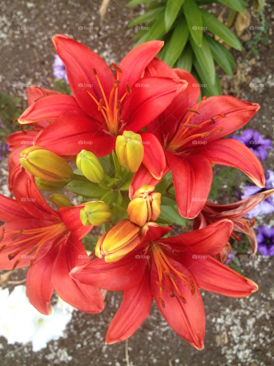 Red lily in bloom