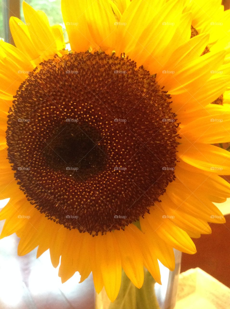 A close-up of a beautiful sunflower.