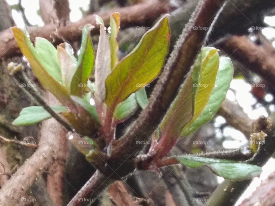 fresh leaves on a vine