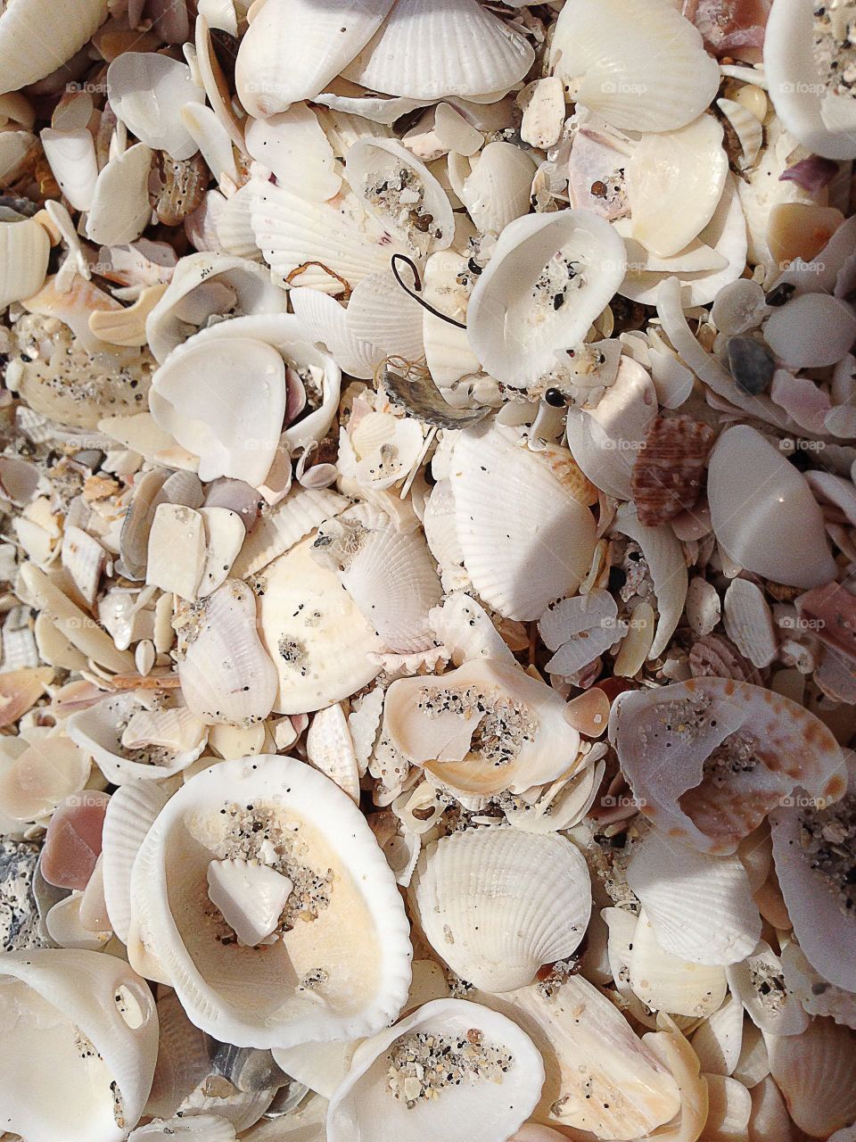 Seashells on the beach.