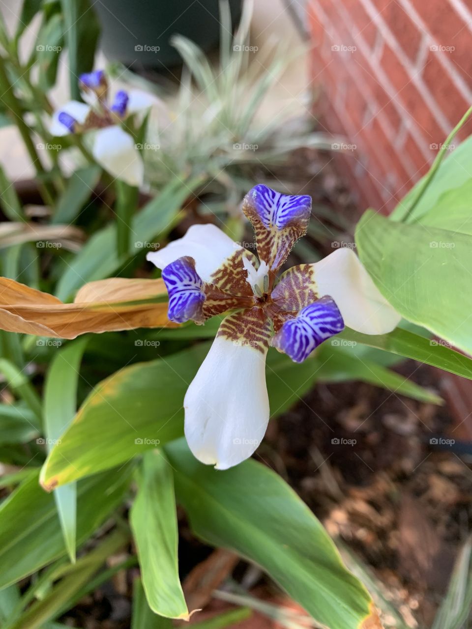 African Striped Iris - Exotic white flowers with yellow and purple-blue markings burst from stalks amid stiff, iris-like, evergreen foliate