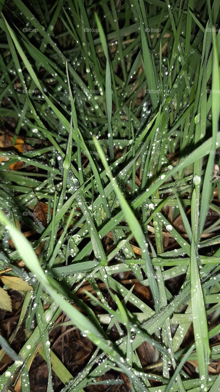 трава взимку