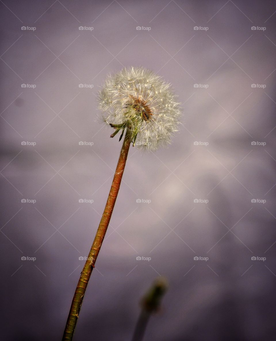 Dandelion