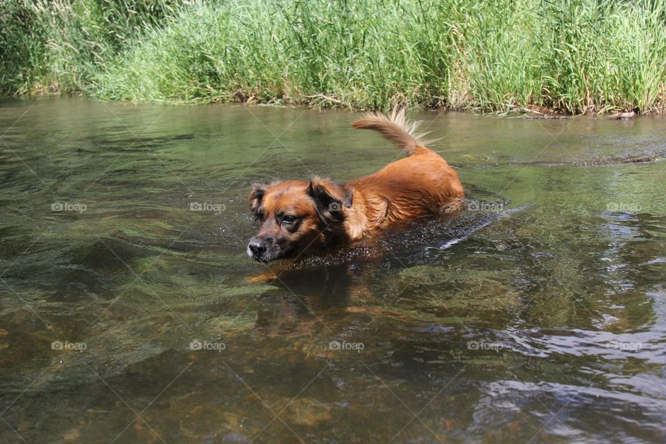 River dog 