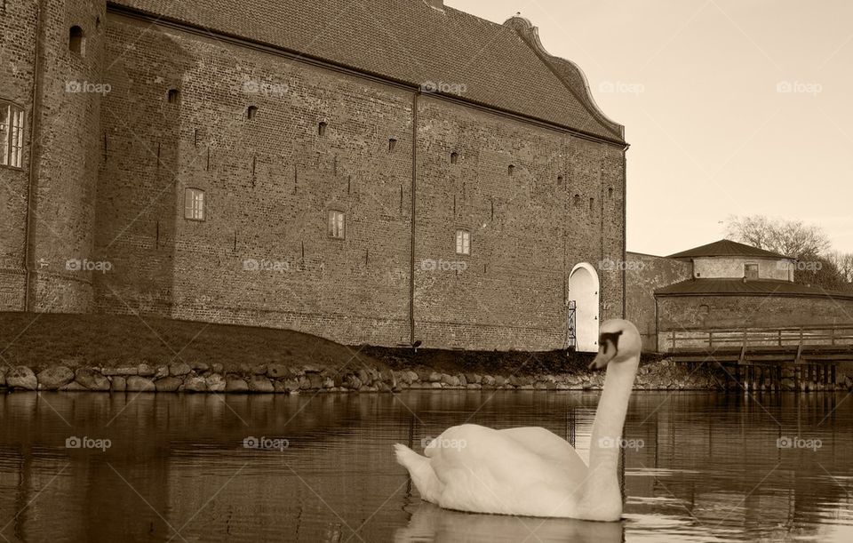 Sepia-swan