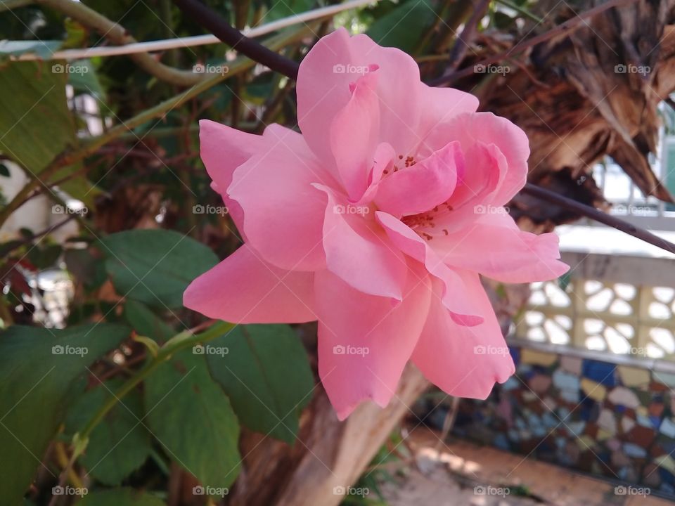 Beautiful pink Rose.  Spring time Brazil