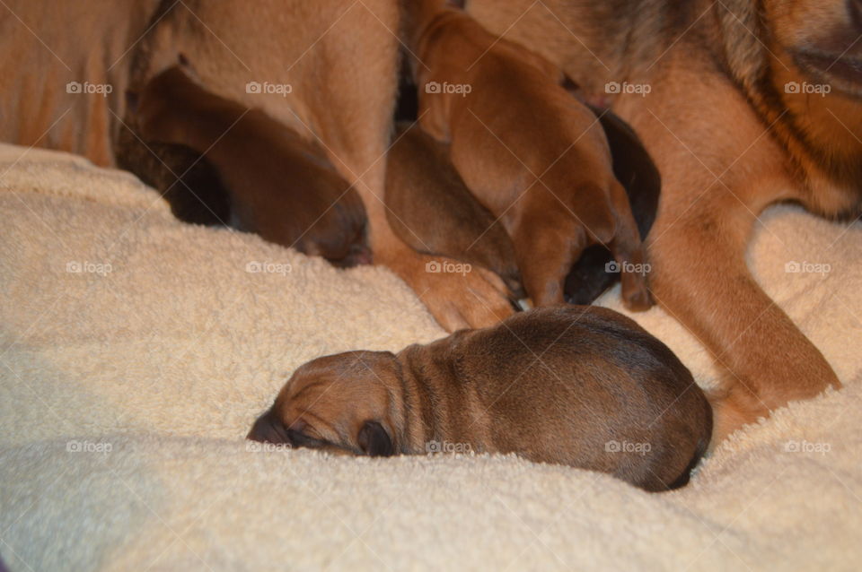 Newborn puppies 💕🐶