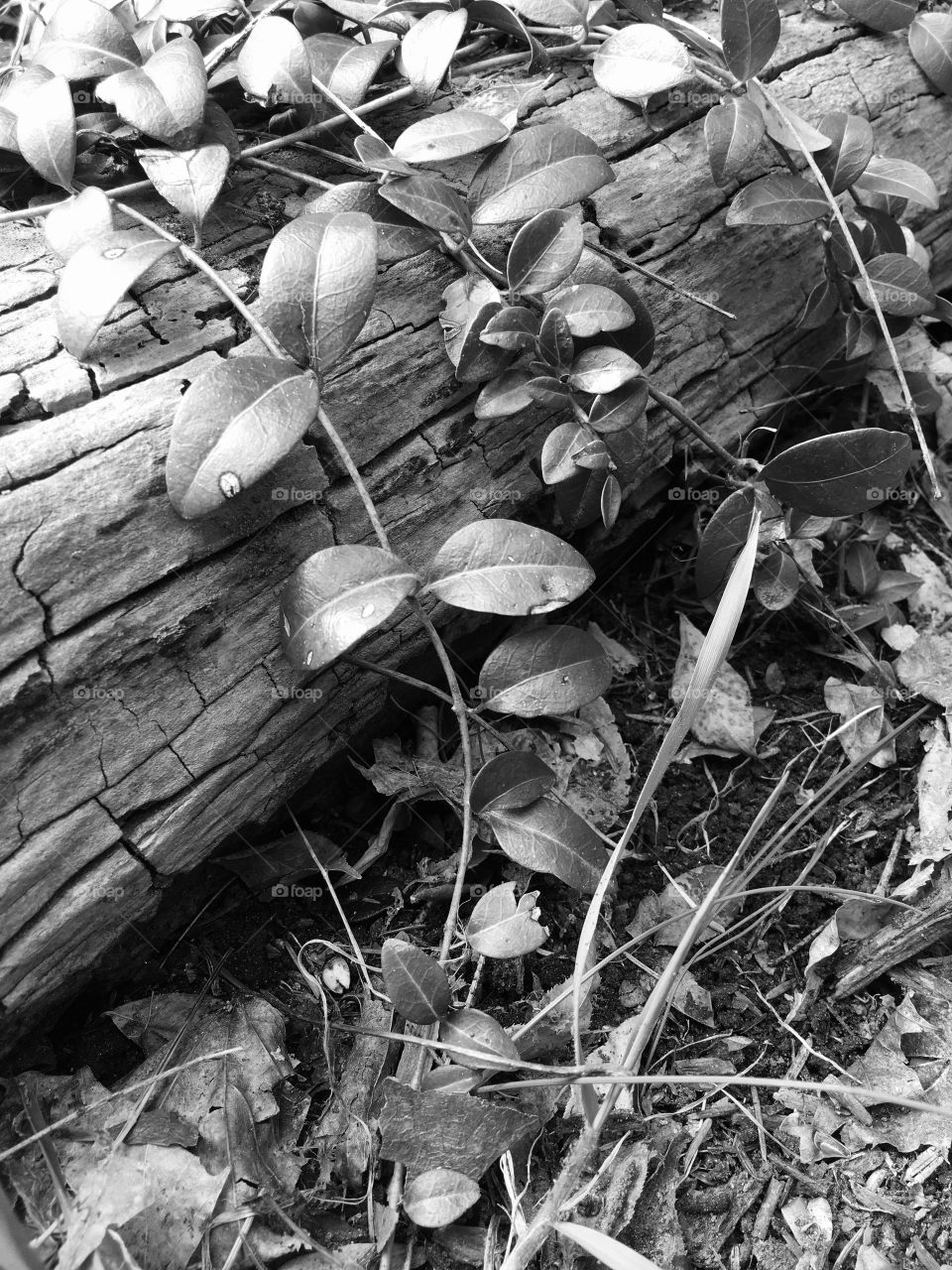 Leaves on log