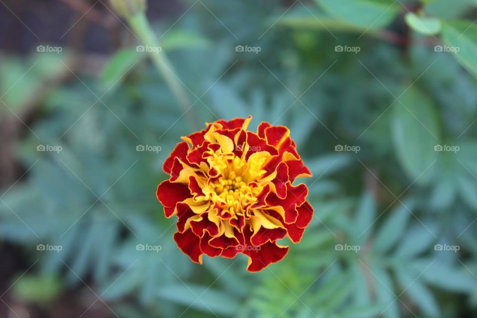 two colour rose are blooming