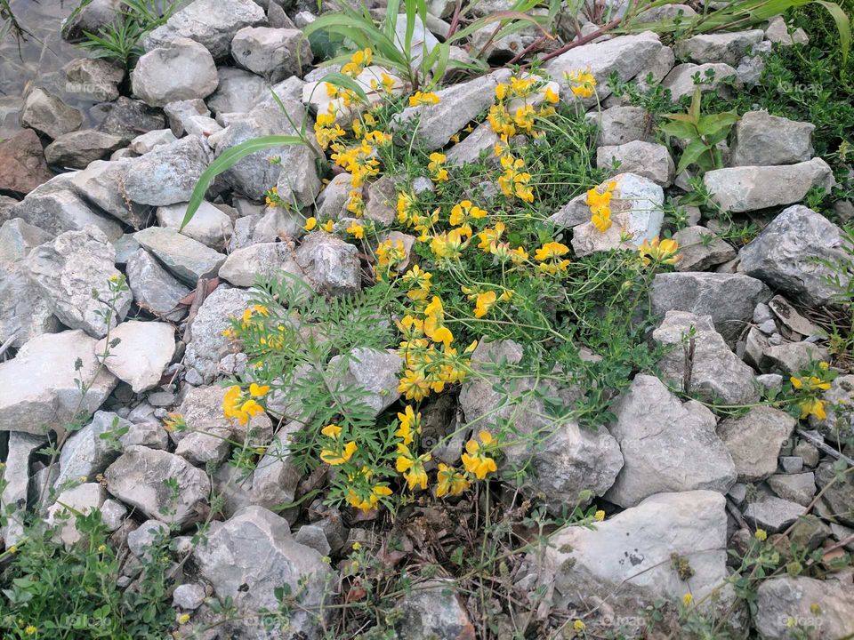 Yellow flowers