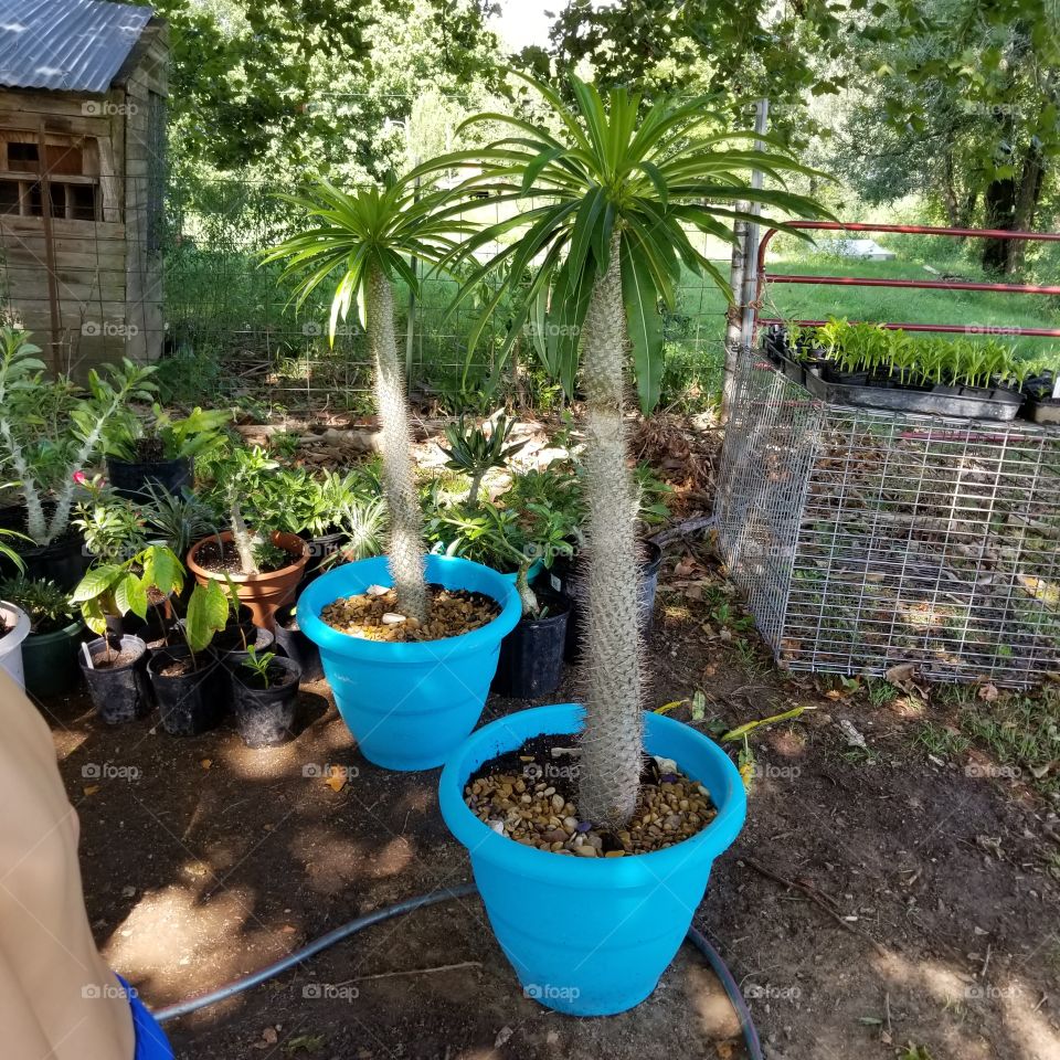 Pachypodium Lamerei