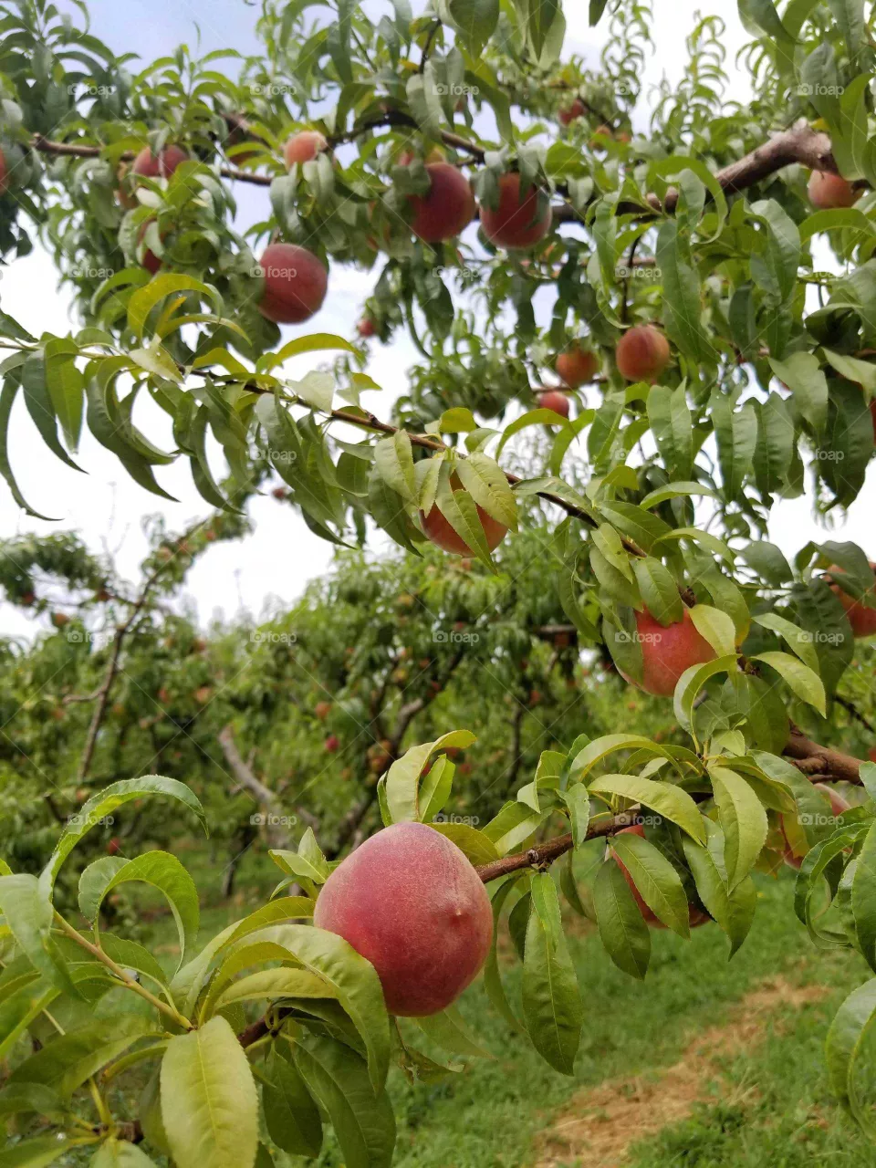 Fruits