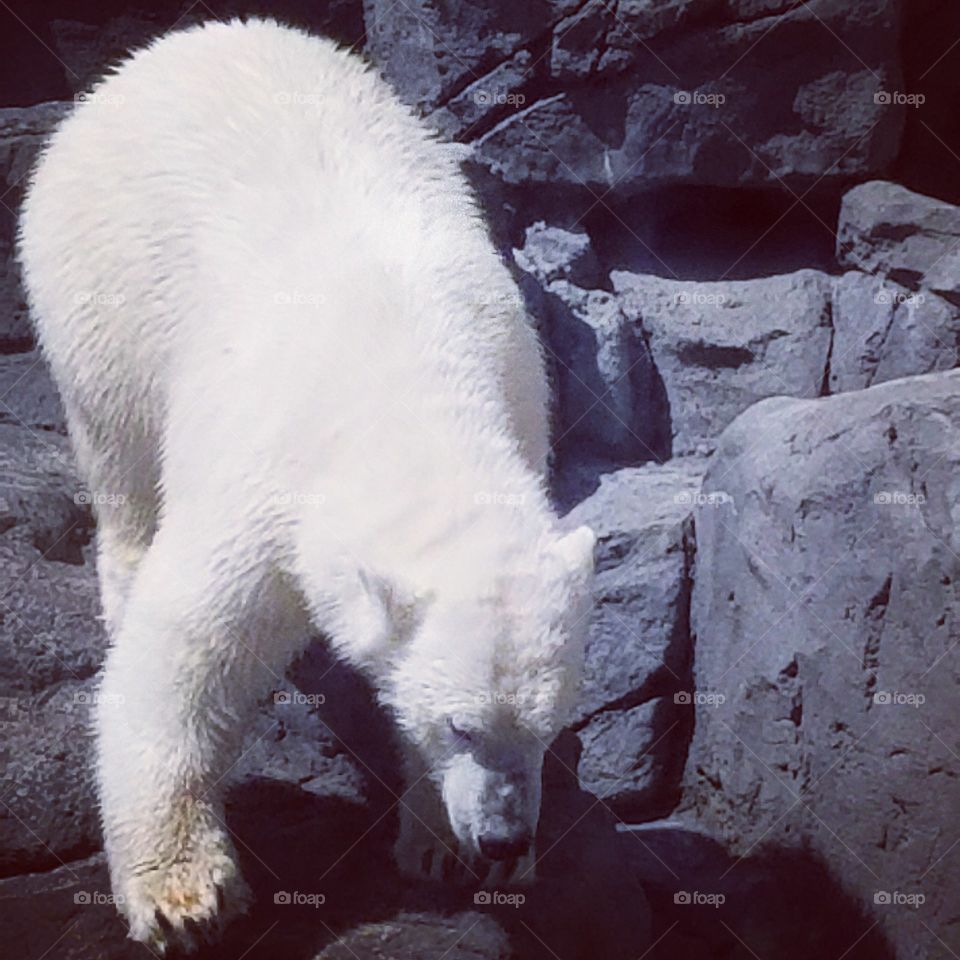 Polar bear at the zoo about to go for a swim!