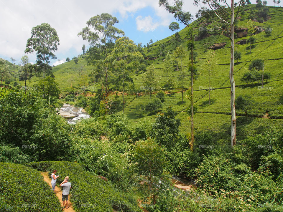 Tea plantation in Sri lanka
