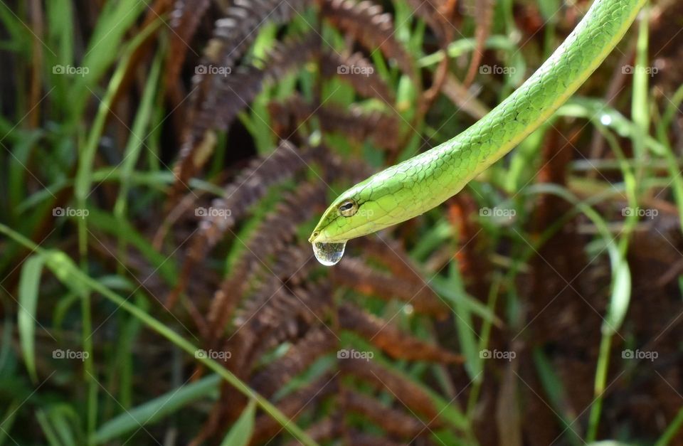 water drop on mouth of green vine snake