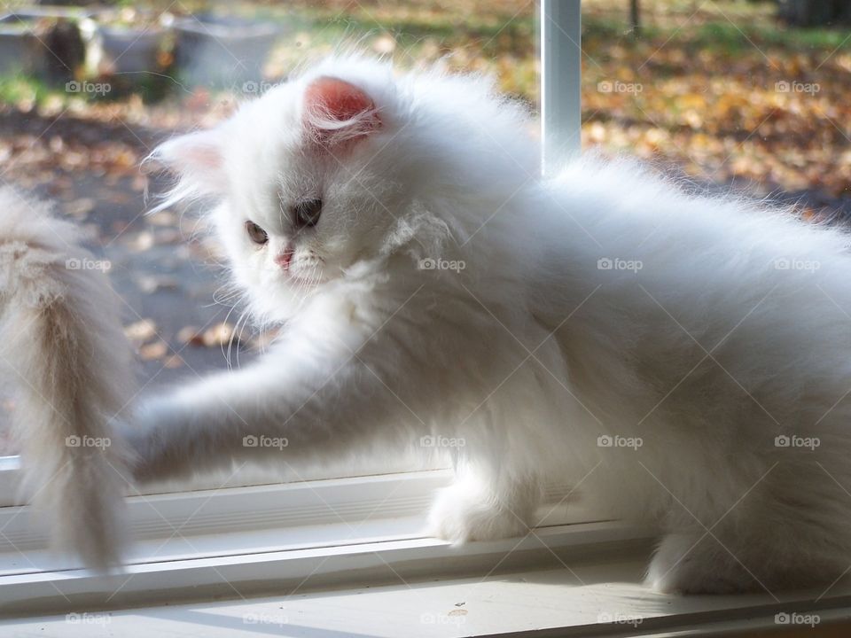 Kitten Playing in Window