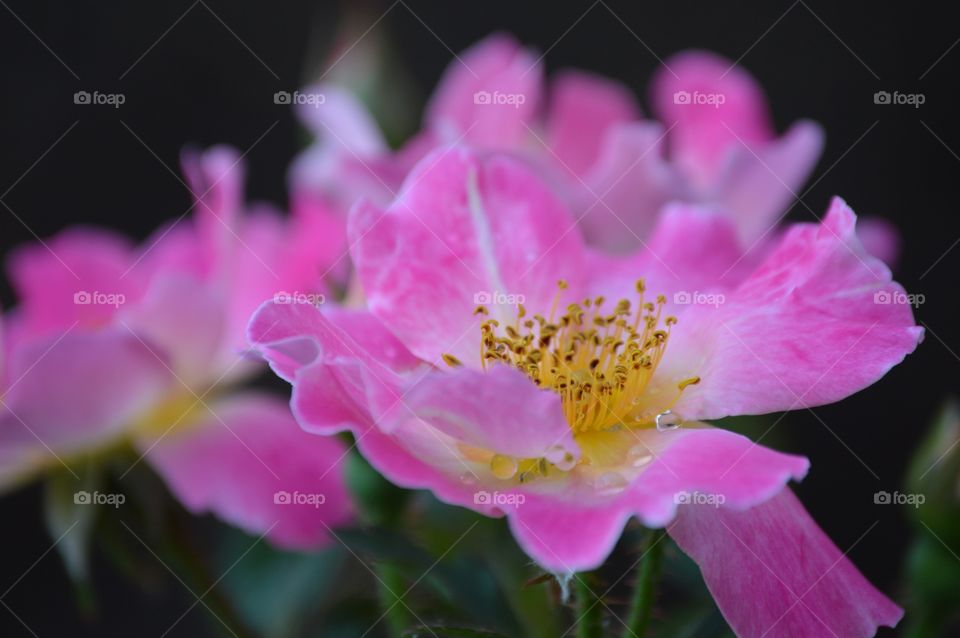 Dainty. 🎀💗🎀💗