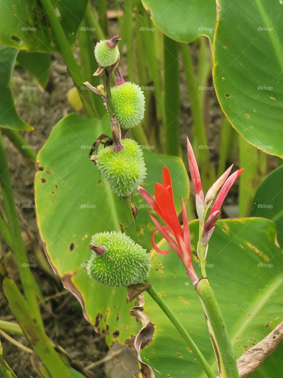 Canna flowers bloom and bear fruit