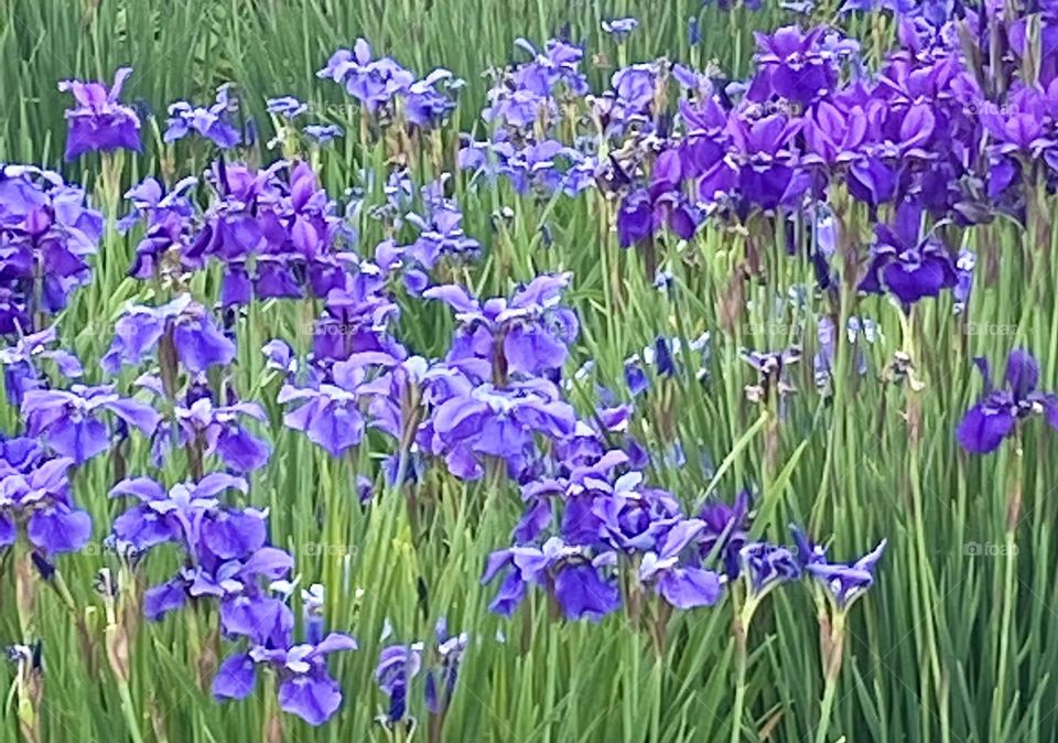 Iris Bed