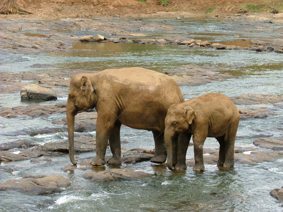 Elephants