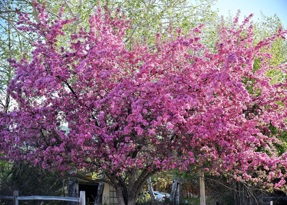 Spring Has Sprung in Saratoga!