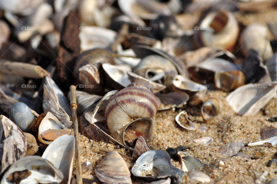 seashells on the beach of the Baltic sea coast in Poland